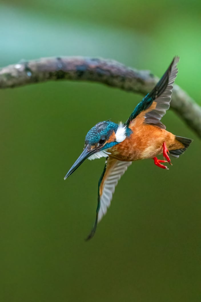 bird - Kingfisher