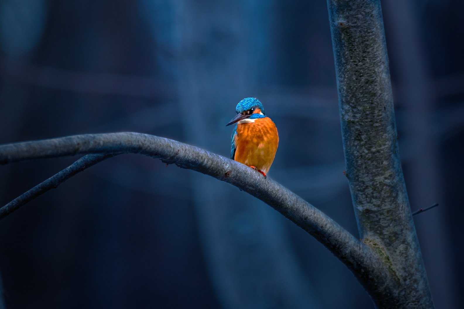 Common kingfisher (Alcedo atthis)