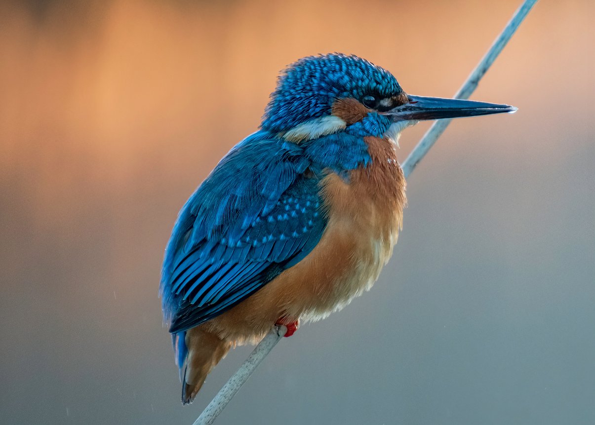 Blue and Brown Bird on Tree Branch