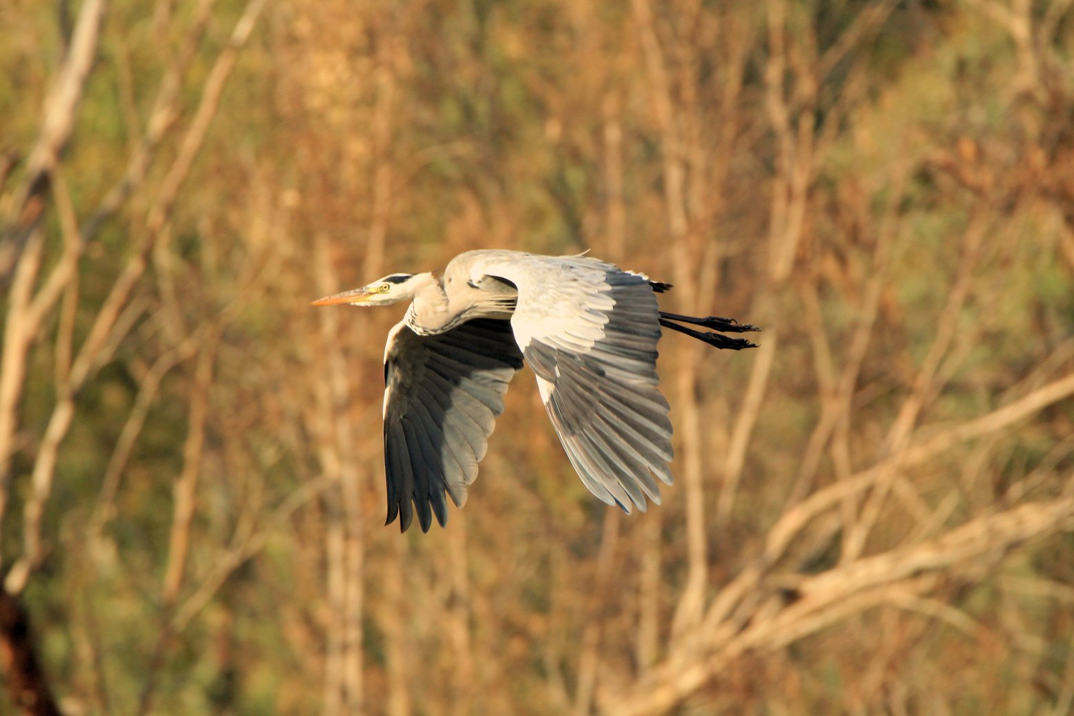 White and Gray Heron Flying