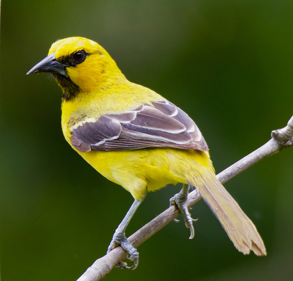 Close-Up Shot of a Yellow Oriole Perched on a Twig