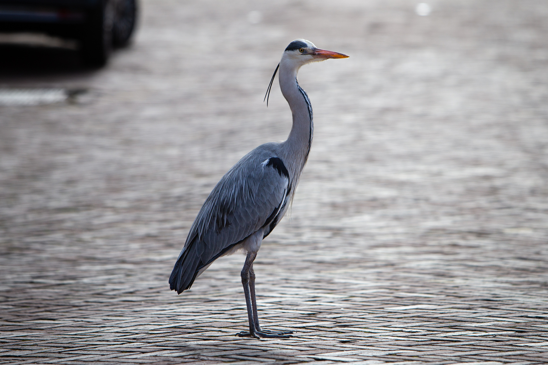 Gray Heron On The Street