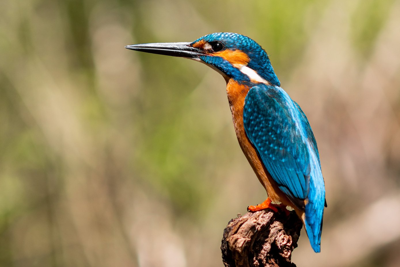 Close-Up Shot of a Kingfisher 