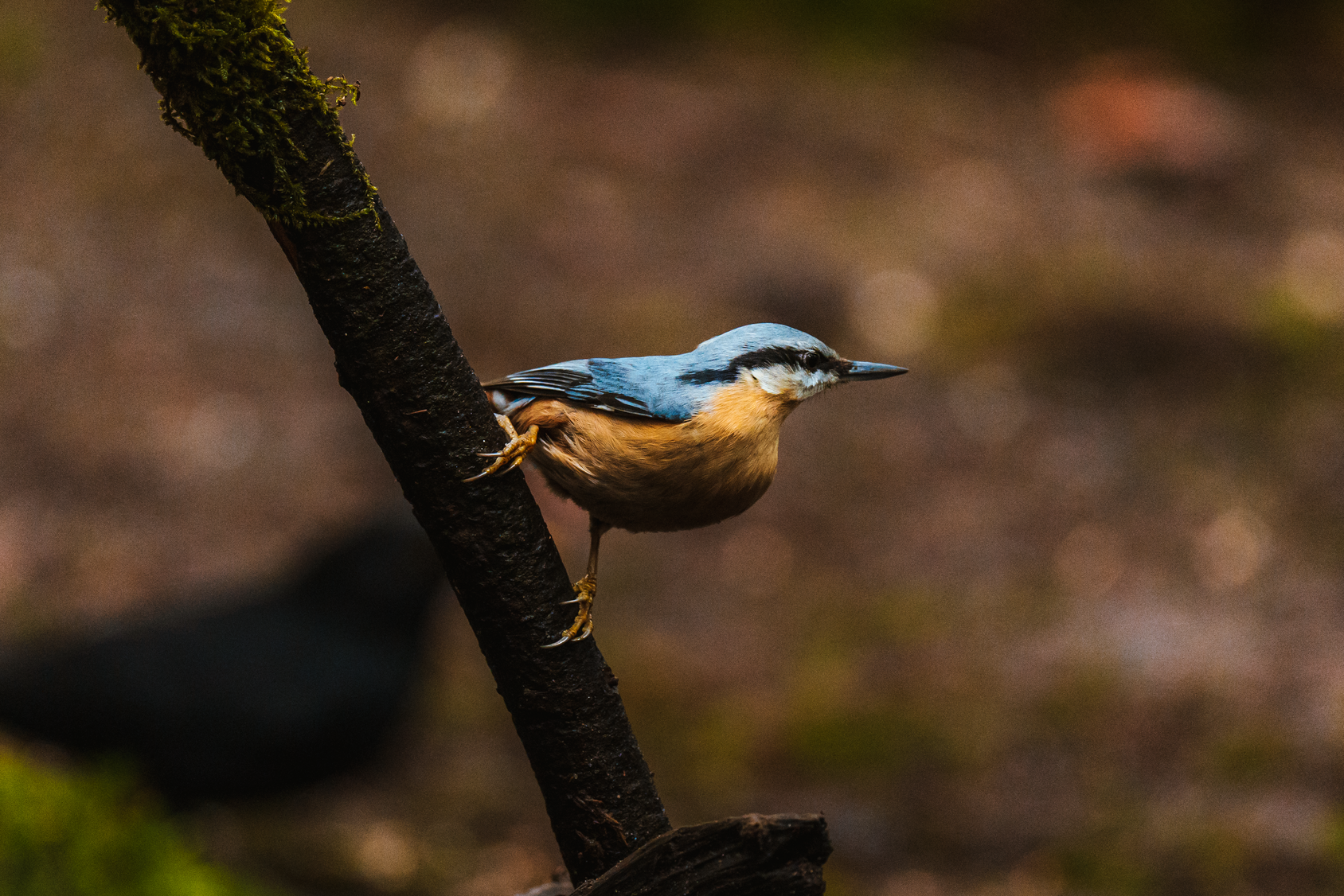 Close-Up Shot of a Eurasian Nuthatch