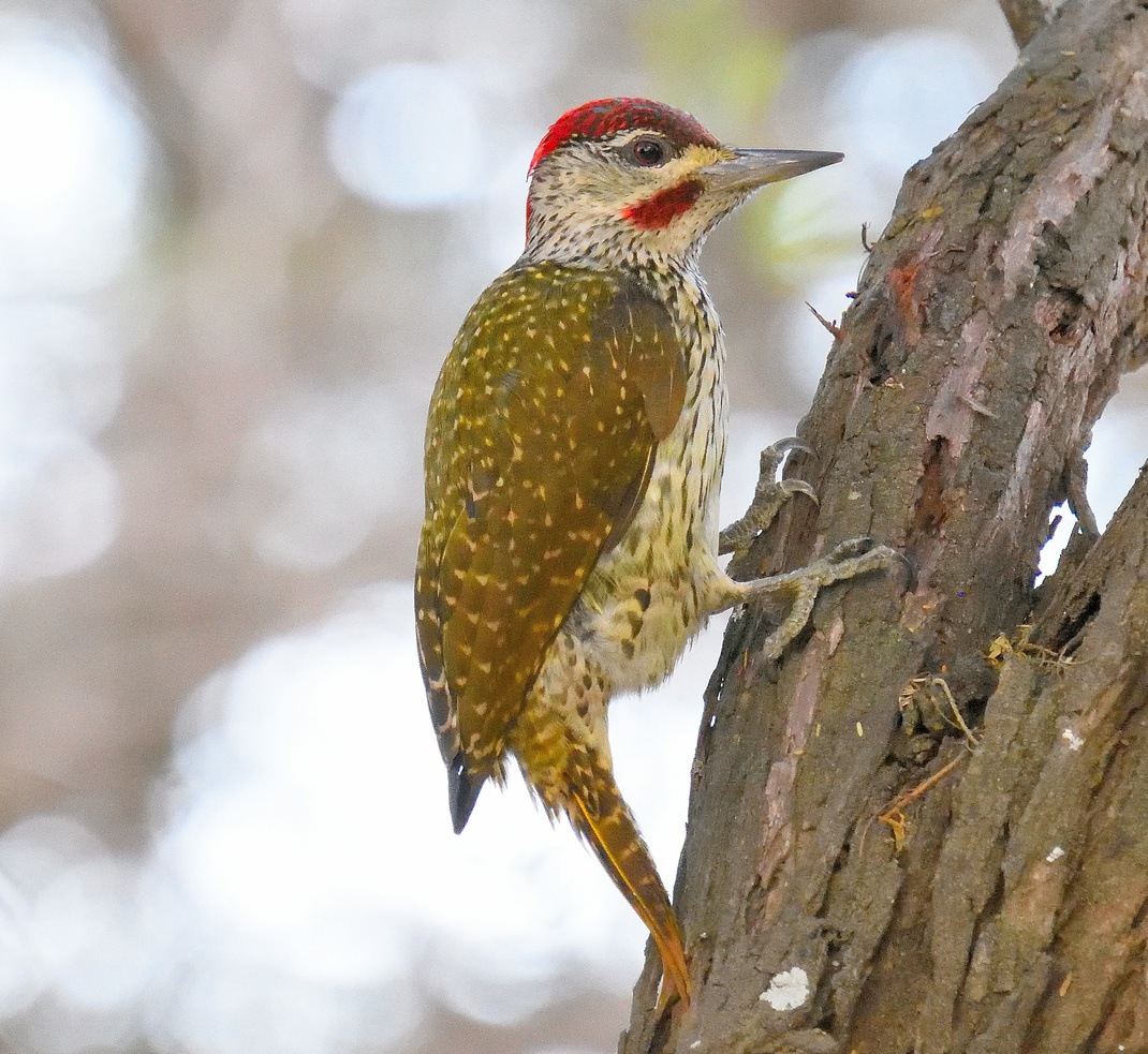 Close up of Woodpecker