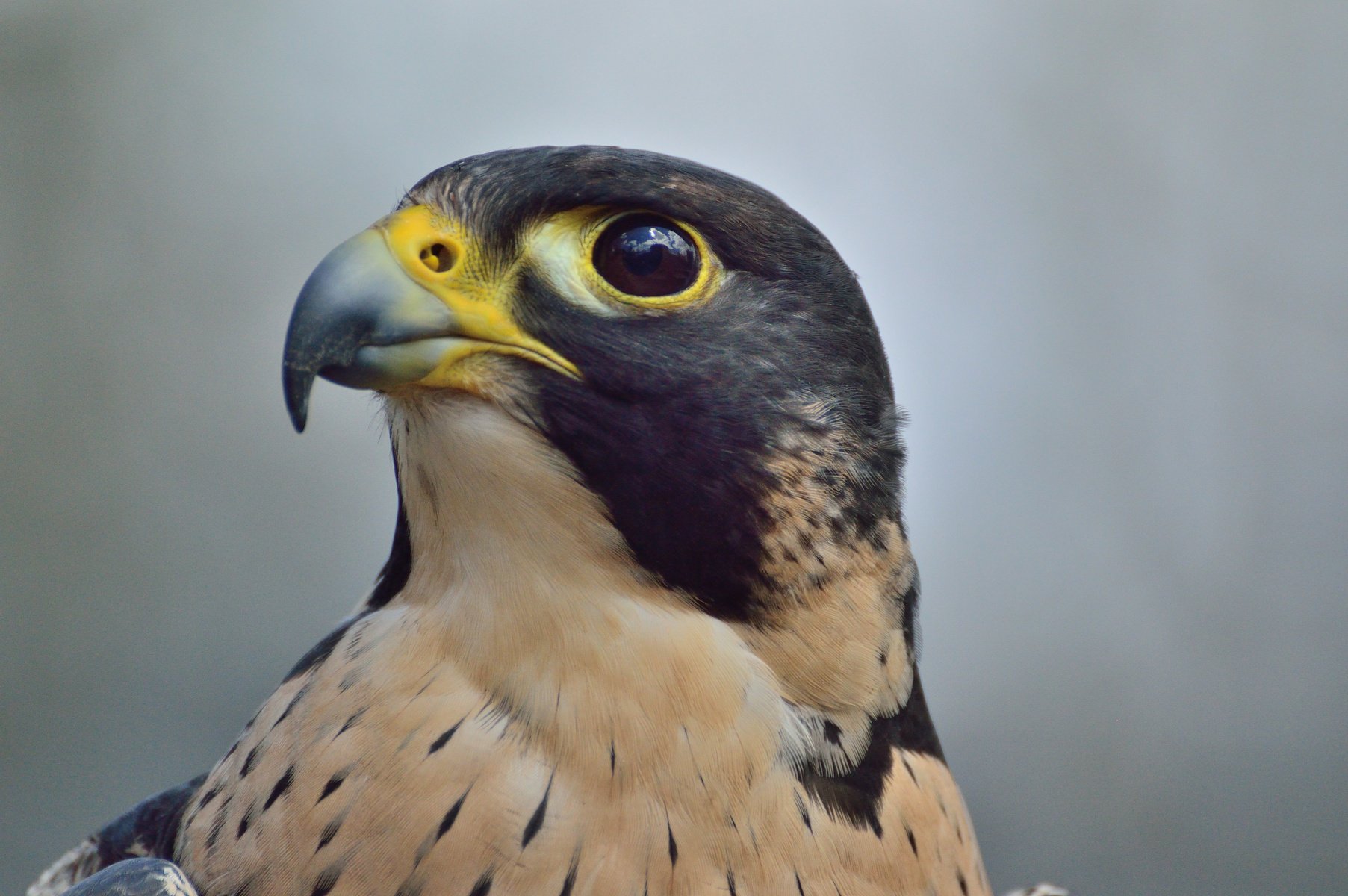 Peregrine Falcon Bird