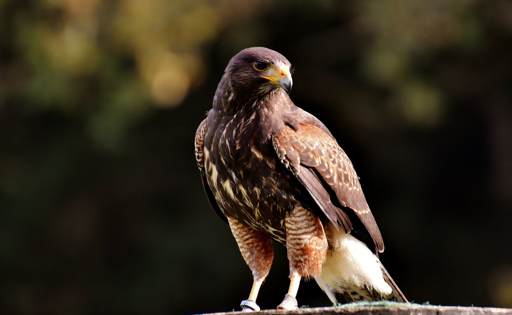 Perched Brown Falcon